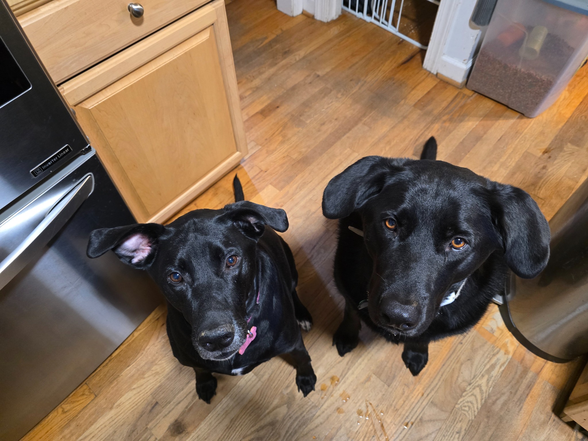 Shadow on the left and Chesney on the right, George Zugg's two dogs